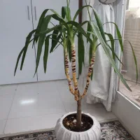 گل یوکا با گلدان