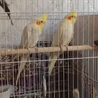 عروس هلندی معاوظه با کفتر|پرنده|جوادآباد, |دیوار