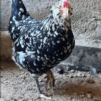 تخم گلین ، آرکانا نطفه دار|حیوانات مزرعه|سبزوار, ایزی شهر|دیوار