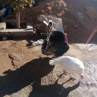 بوقلمون نر و ماده