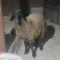 بره سالم و سرحال قربانی