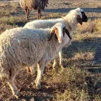 دوعدد کاور اوستن دوما ونیم