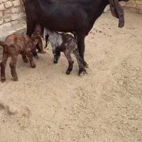 بز پاکستانی زاییده|حیوانات مزرعه|یزد, |دیوار