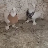 جفت طوقی نر هفت‌رنگ ماده زرد پاک .