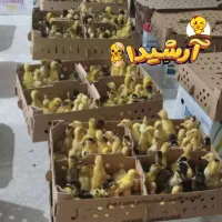 ارزان شدهم اکنون سفارش بدید تحویل بگیریدفقط امروز