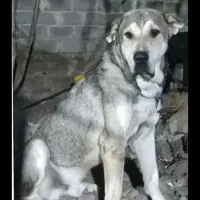 سگ دزدیده شده