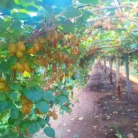 اگه-دنبال-باغ-به-قیمت-هستی-اینو-بگیر-تا-دستت-نره