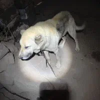 دو تا سگ سرابی