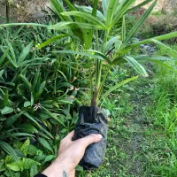 گل پالم لاتانیا|عمدهفروشی|تنکابن, |دیوار