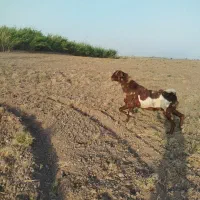 تکه فروشی|حیوانات مزرعه|گنبد کاووس, |دیوار