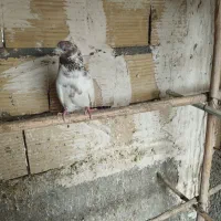 کفتر پرشی و جوجه