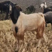 یک عددنربز تخم دار مخصوص داشتی معاوضه بابره ریز