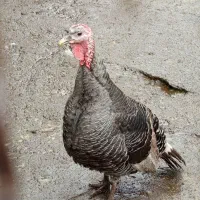 فروش بوقلمون