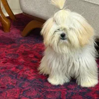 شیتژو مالتیز