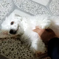 سگ خانگی|سگ|گله دار, |دیوار