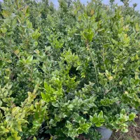 یاس هلندی|خدمات باغبانی و درختکاری|تنکابن, |دیوار