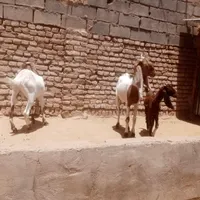 دوعدد بز ویک بزغاله ماده پاکستانی|حیوانات مزرعه|تایباد, |دیوار