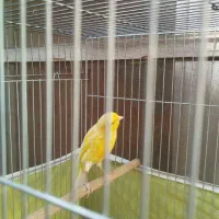 قناری  نر شلاقی و دوتا ماده