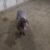 بره نر و ماده