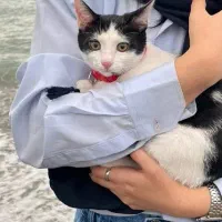 گربه|گربه|قم, باجک سه|دیوار