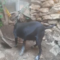توله دورگه دنبلانی شکم پر