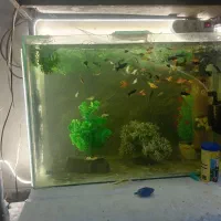 فروش ماهی گوپی بااکواریوم|ماهی|شیراز, سعدیه شمالی|دیوار