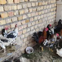 مرغ لری پنگونی