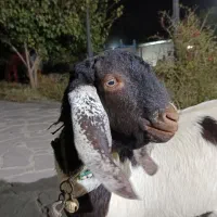 نر بز پاکستانی دوقلو زا