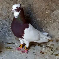 فروش یه جفت طوقی