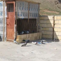 کبوتر