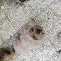 سگ ماده ونر شیتزو