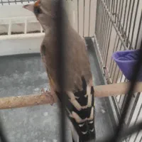 سهره کرمانی ماده|پرنده|پردیس, فاز ۹|دیوار