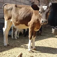 گوساله ماده