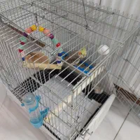 عروس هلندی|پرنده|اصفهان, باغ کاران|دیوار