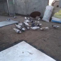 چند تا حیوان خوشکل پرشی