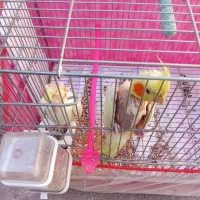 جفت عروس هلندی