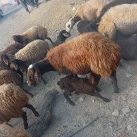 25 تا میش بره