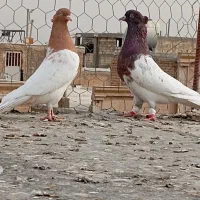 کفتر بهبهونی