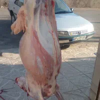 قصاب وکشتارگاو گوسفندگوسال بصورت شبانه روز|خدمات پیشه و مهارت|بروجرد, |دیوار