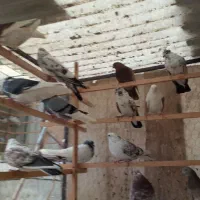 کفتر|پرنده|تهران, دستغیب|دیوار