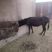 خر جوان 3ساله ماده|حیوانات مزرعه|سبزوار, شهرک صنعتی فرودگاه|دیوار