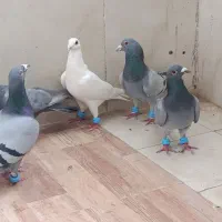 پرنده|پرنده|مشهد, کوی پلیس|دیوار