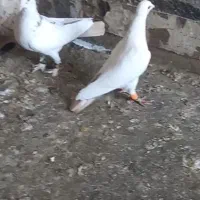 پرنده|پرنده|حاجیلار, |دیوار