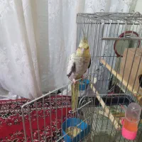 عروس هلندی ماده