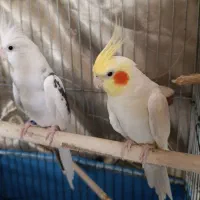 عروس هلندی نر