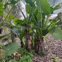 گل بابا ادم