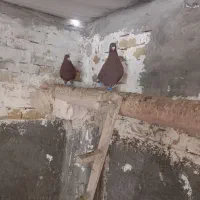 کفتر|پرنده|تربتحیدریه, حاجی یار|دیوار