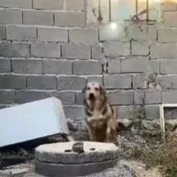 ماده پژدر|سگ|زنجان, |دیوار