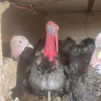 دوتا بوقلمون نر|حیوانات مزرعه|مشهد, تبادکان|دیوار