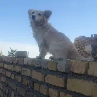 پاکوتاه روباهی ماده